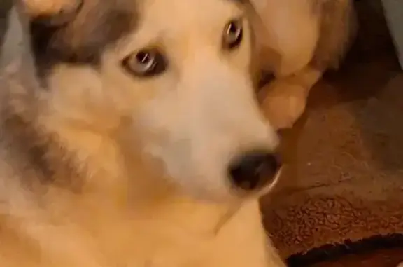 Пропала собака, Петрозаводская ул., 19А - photo