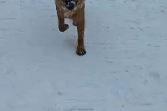 Объявления о пропавших и найденных животных, Электросталь, фото: Собака найдена: Тропа вдоль болота, Электросталь