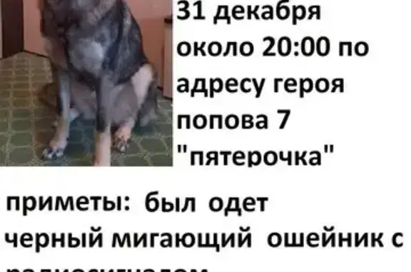 Пропала собака, ул. Героя Попова 7, НН - photo