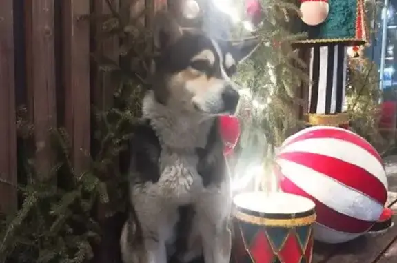 Найдена собака, Горно-Алтайск, фото: Собака найдена на пл. Ленина, Горно-Алтайск