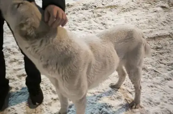 Пропала собака, Весенняя ул., 12, Пенза - photo