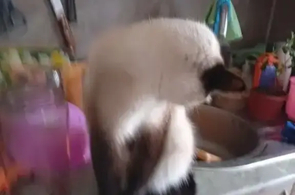 Пропала кошка, ул. Энгельса 32, Слободской - photo