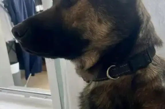 Пропала собака, ул. 80-й Гв. Дивизии, Барнаул - photo