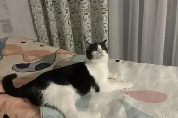 Пропала кошка, ул. Пихтовая, 9 - photo