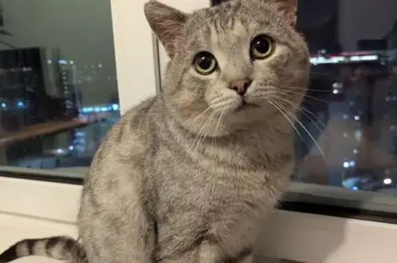 Найдена кошка, Тюмень, фото: Найдена кошка, ул. Фармана Салманова, 4