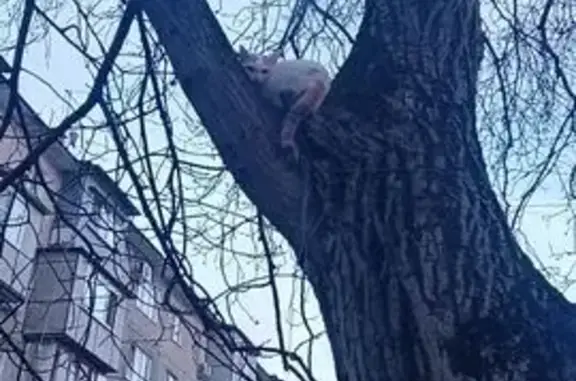 Найдена кошка, Нальчик, фото: Кошка найдена: ул. Мусукаева, 8, Нальчик