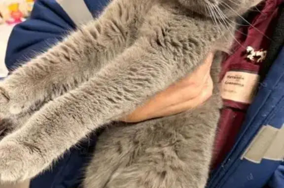 Найдена кошка, Ульяновск, фото: Кошка найдена у ТЦ, Ленинского Комсомола 51