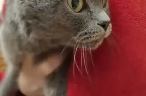 Найдена кошка, Котлас, фото: Серый кот найден: ул. Гагарина, 36, Котлас