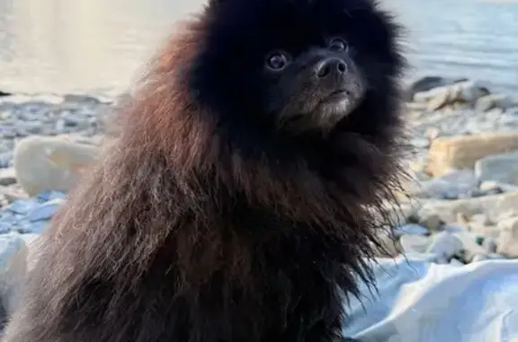 Пропала собака в Анапе, Краснодарский край - photo