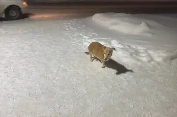 Найдена собака, Томск, фото: Собака найдена: ул. Вершинина, 44, Томск