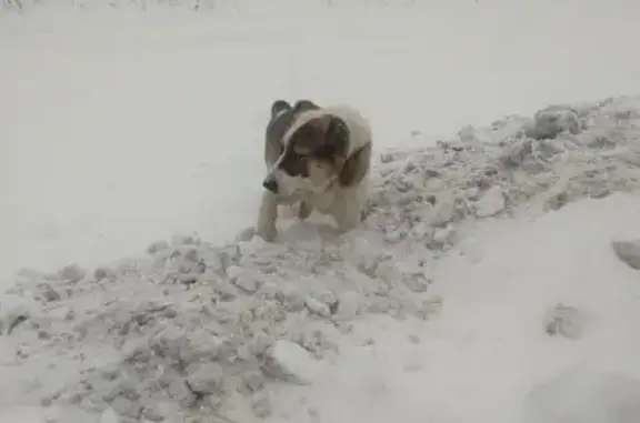 Найдена собака, Левково, фото: Алабай найден, Красноармейское ш. 100, Левково