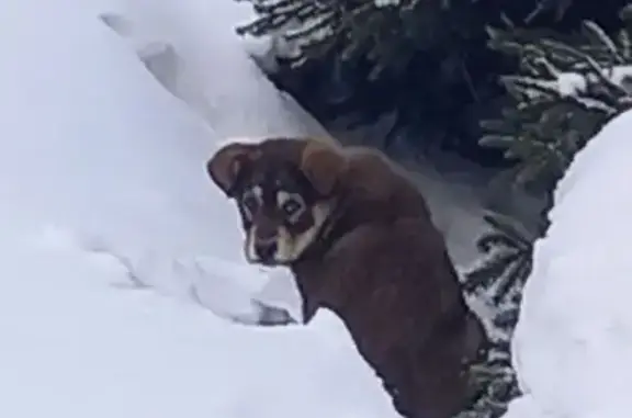 Найдена собака, Искитим, фото: Собака найдена, г.о. Искитим, 4