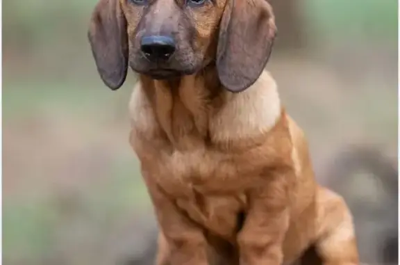 Пропала собака, Студенческая 32Б, НК - photo