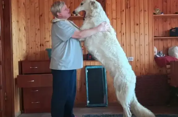 Пропала борзая, Ладожская ул., Усть-Лабинск - photo