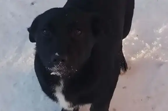 Найдена собака, Сысерть, фото: Щенок найден в Сысерти, Свердловская обл.