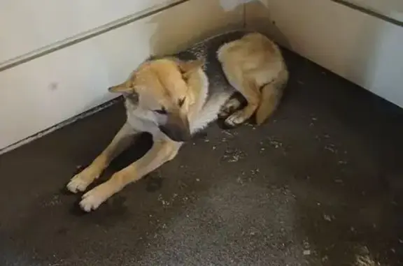 Найдена собака, Абакан, фото: Лайка найдена, ул. Пушкина, Абакан