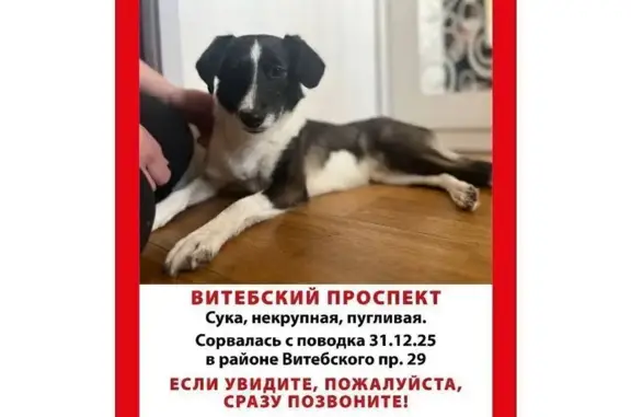 Пропала собака, Витебский пр. 29 к1 - photo