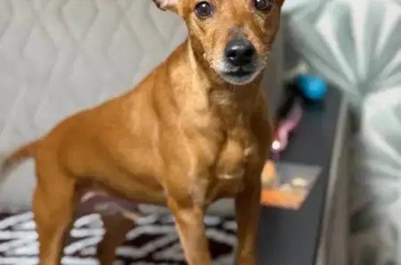 Найдена собака, Мирный, фото: Собака найдена: ул. Ломоносова, 5, Мирный