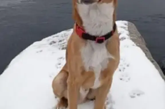 Пропала собака на Кирова, 28, Майна - photo