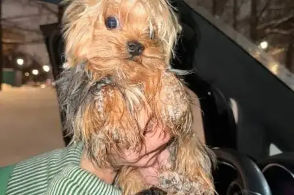 Найдена собака, Москва, фото: Йоркширский терьер найден: Восточная ул, 2 к6