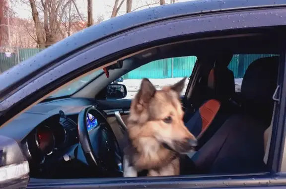 Пропала собака, Москва - photo