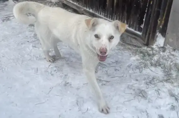 Найдена собака, Кисельнинское, фото: Найдена собака, Звёздная ул., Кисельнино