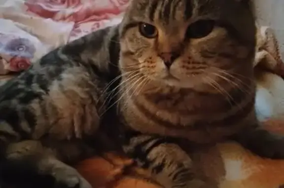 Пропала кошка, ул. Карла Либкнехта - photo