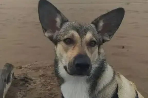 Пропала собака, Киров - photo