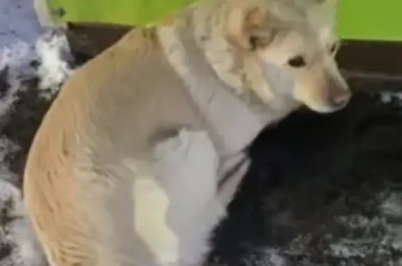 Пропала собака, ул. Труда, 21, Кротовка - photo