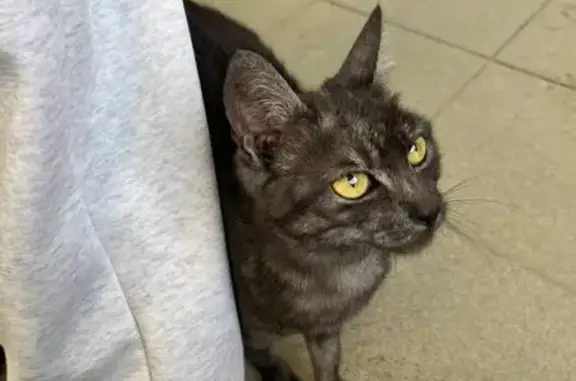 Найдена кошка, Иркутск, фото: Кошка найдена у Слаты, Ярославского, Иркутск