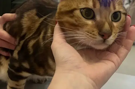 Объявления о пропавших и найденных животных, Ульяновск, фото: Кошка найдена на Диспетчерской, Ульяновск