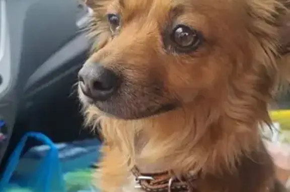 Пропала рыжая собака, Узорная 107А - photo