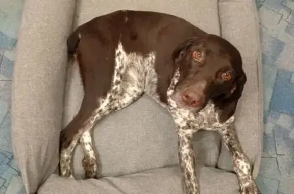 Найдена собака, Теляковское, фото: Курцхаар найден: Теляковское с/п, 70К-067