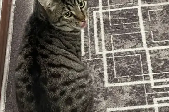 Пропал кот Василий, Сосенский, Калуга - photo