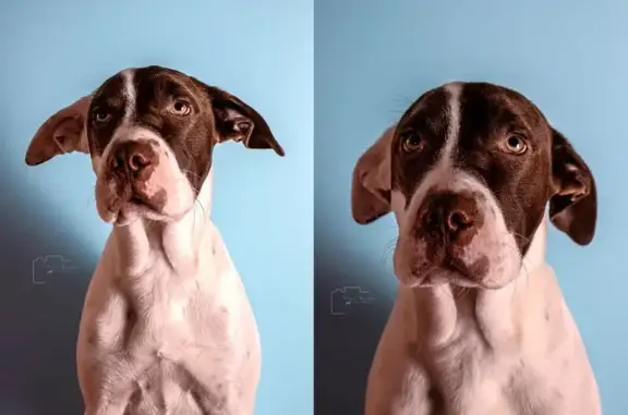 Найдена собака, Краснодар, фото: Найдена собака, ул. Западный Обход, 29