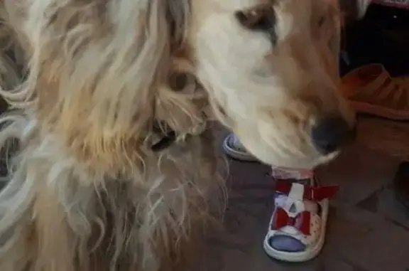 Пропала собака, Сенной пер., Черемхово - photo