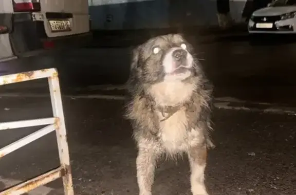 Найдена собака, Ростов-на-Дону, фото: Собака найдена: пр. Сельмаш, 10, Ростов-на-Дону