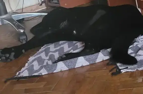 Найдена собака, Санкт-Петербург, фото: Найдена собака, Лесопарковая ул.