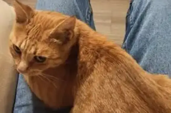 Пропала рыжая кошка, ул. Калинина, 21 - photo