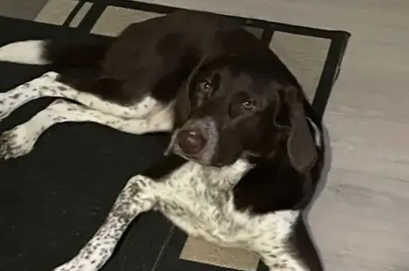 Найдена собака, Заволжье, фото: Собака найдена на проспекте Мира, 17