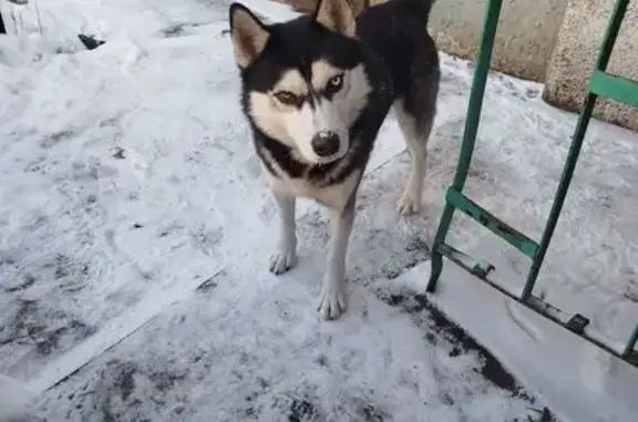 Найдена собака, Самара, фото: Хаски найдена на Карла Маркса, 324, Самара