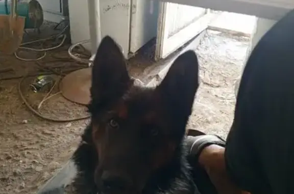 Пропала собака, 10 Сосновый Бор - photo