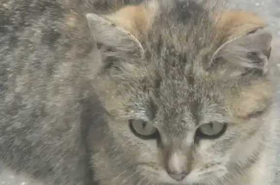 Пропала кошка, Калининский пер. 54, Будённовск - photo