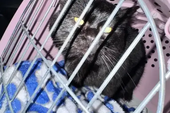 Найдена кошка, Кашира, фото: Черный кот в ветклинике «Каспий», МО