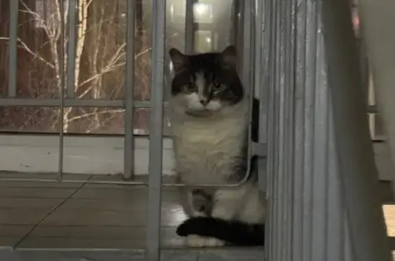 Найдена кошка, Шушары, фото: Кошка найдена: Галицкая ул., Шушары