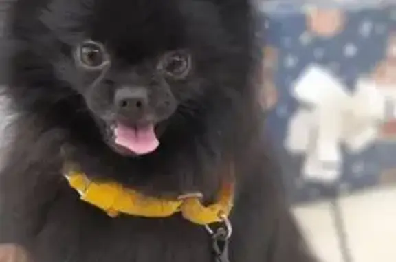 Пропала собака, ул. Рокоссовского 14, Омск - photo