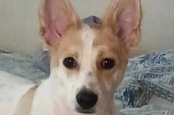 Пропала собака на Сливовой, 6, Михайловка - photo