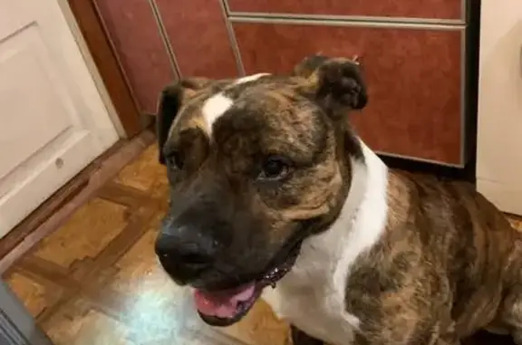 Найдена собака, Краснодар, фото: Найдена собака, ул. Гаврилова 1, Краснодар