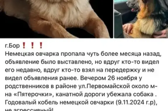 Собаки потеряшки, Бор, фото: Потеряшка собака, Бор, Профсоюзная 8