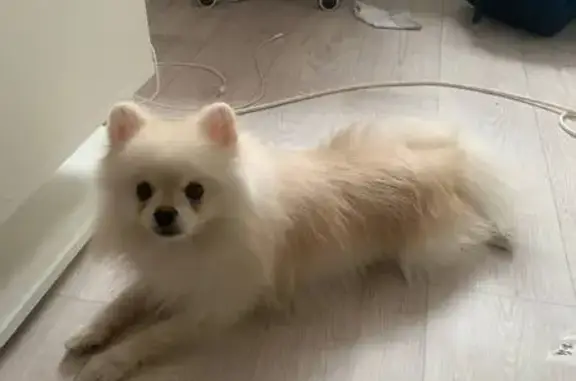 Пропала собака, ул. Беринга 16, Томск - photo